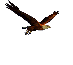 animated-eagle-image-0036.gif