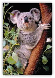 коала