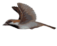 birdfly2.gif
