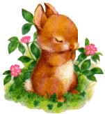 bunny.gif