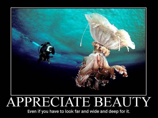 D:\Мои документы\90_Motivational_Posters_jpg\90 Motivational Posters\59-Appreciate Beauty.jpg